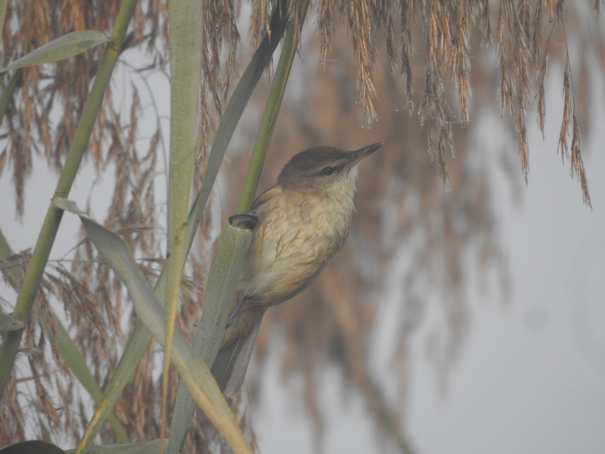 Өмнөдийн охил бялзуухай - ML646905406