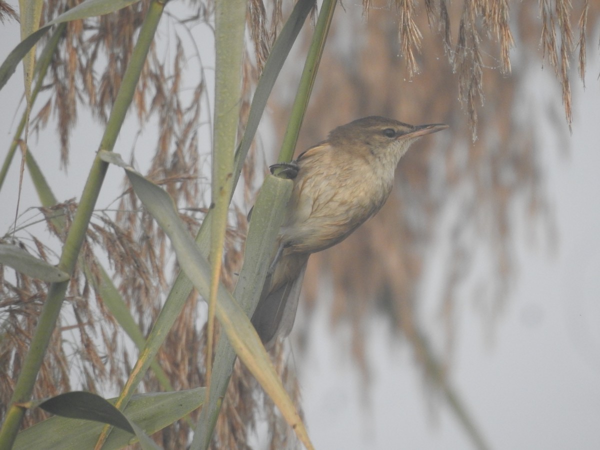 Өмнөдийн охил бялзуухай - ML646905407