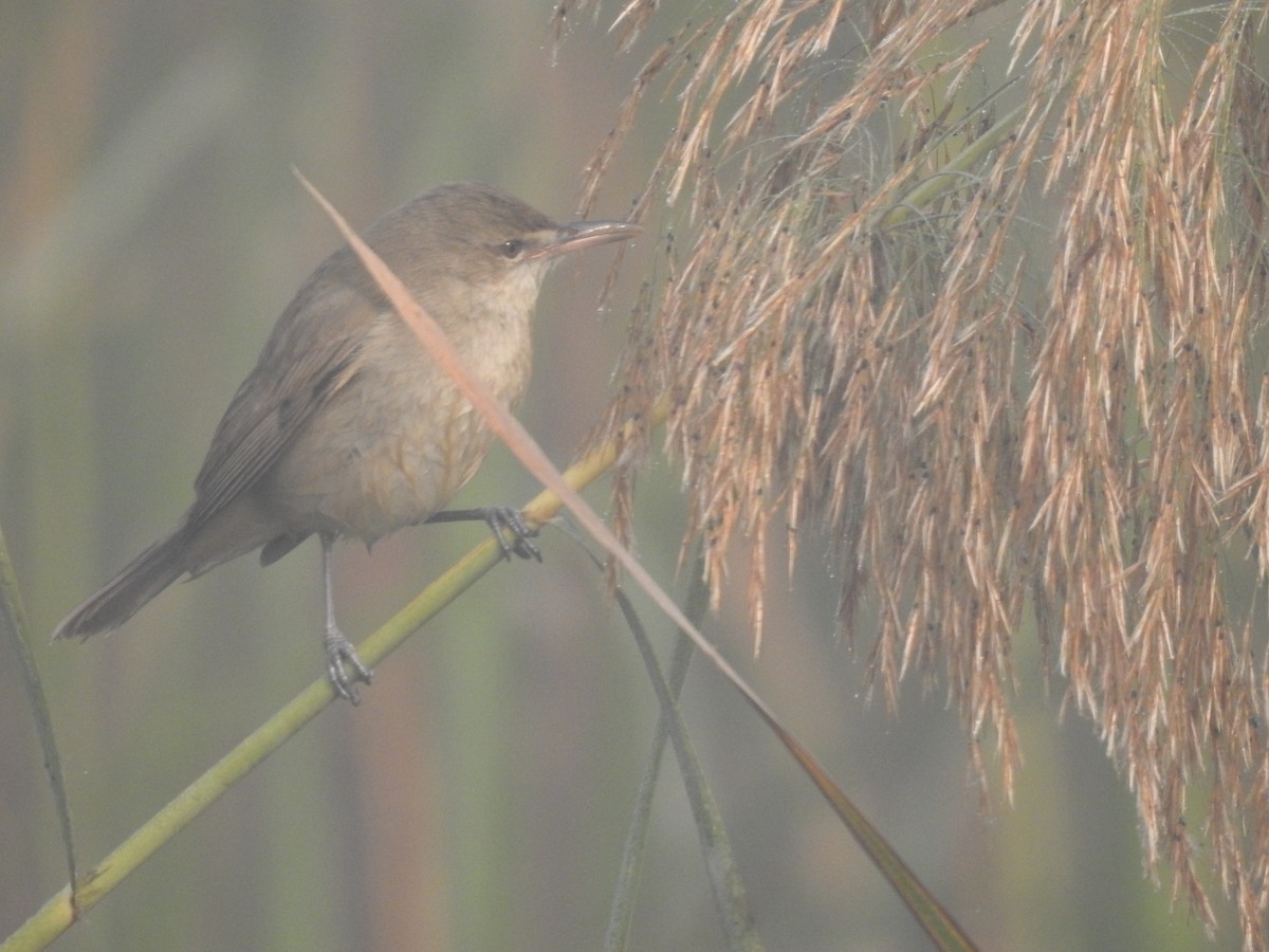 Өмнөдийн охил бялзуухай - ML646905408