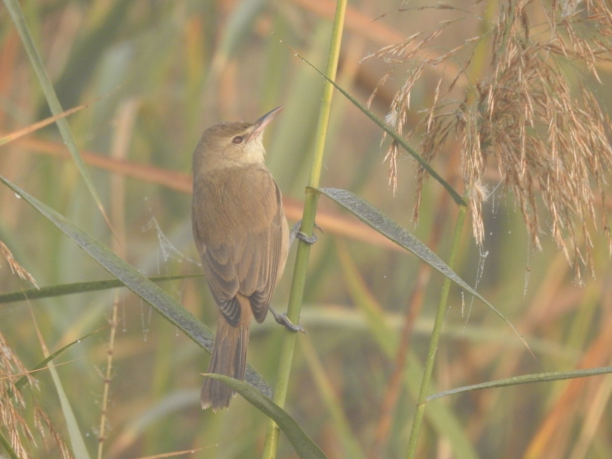 Өмнөдийн охил бялзуухай - ML646905409