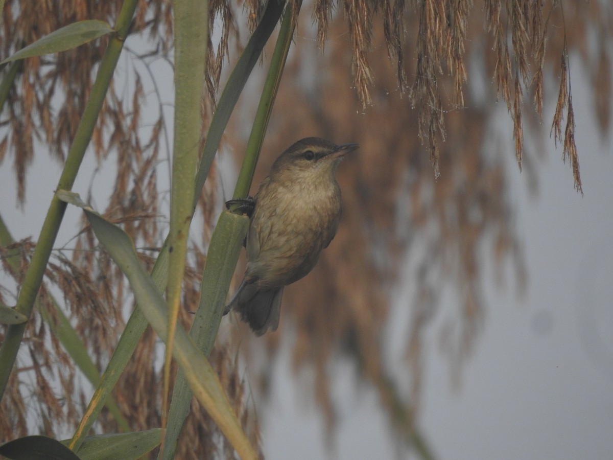 Өмнөдийн охил бялзуухай - ML646905411
