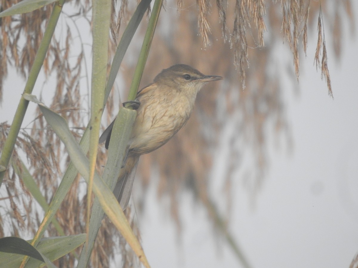 Өмнөдийн охил бялзуухай - ML646905412