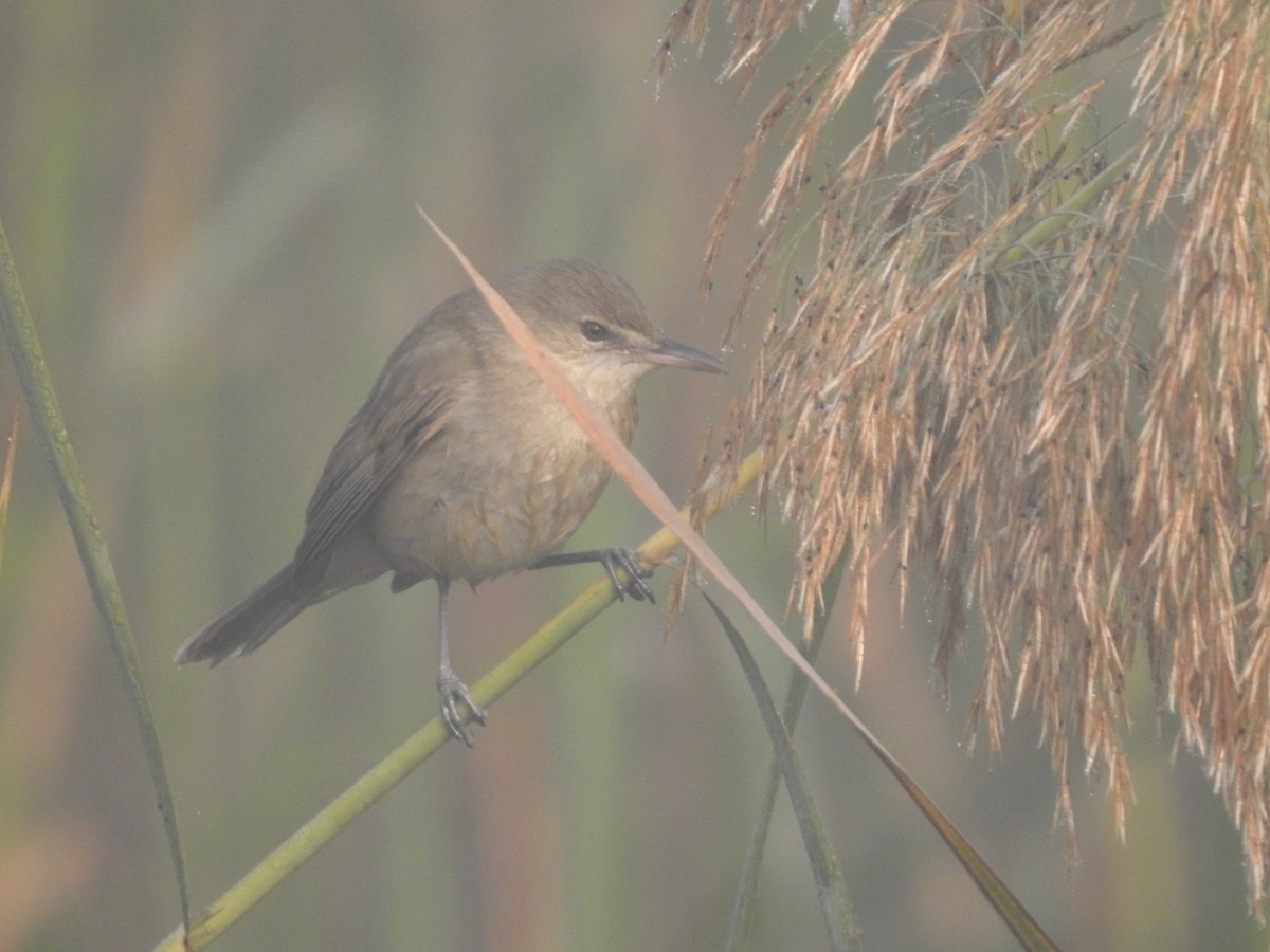 Өмнөдийн охил бялзуухай - ML646905413