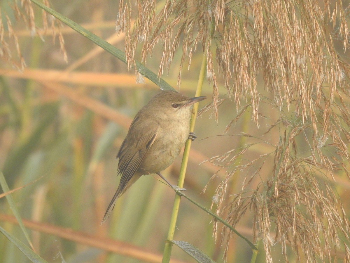 Өмнөдийн охил бялзуухай - ML646905414