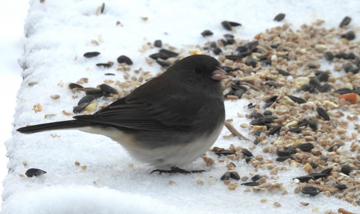 Dark-eyed Junco - ML646905415