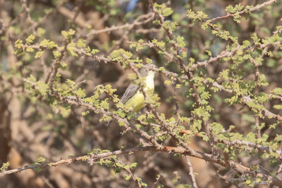 Nile Valley Sunbird - ML646905416