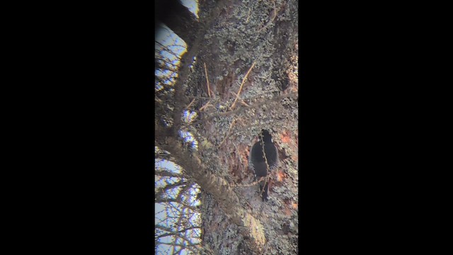 Black-backed Woodpecker - ML646905417