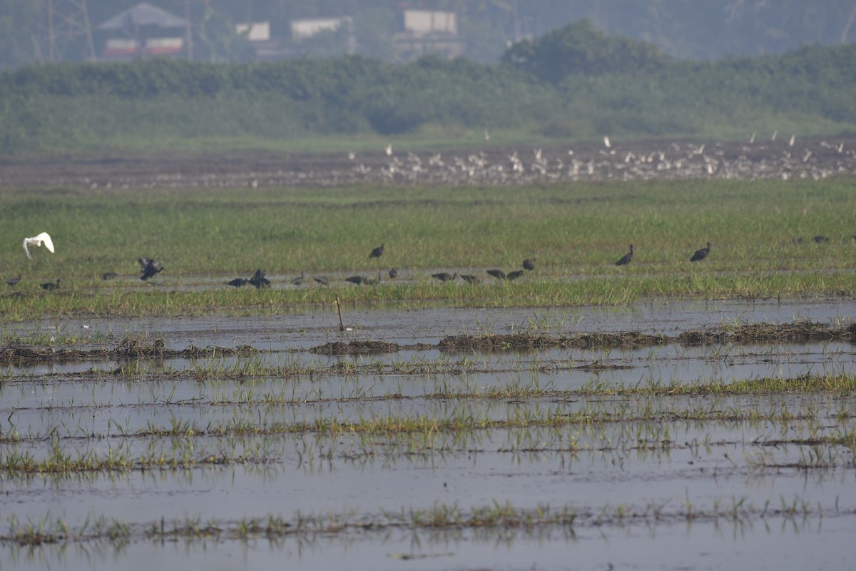 Гялаан билүүс - ML646905418