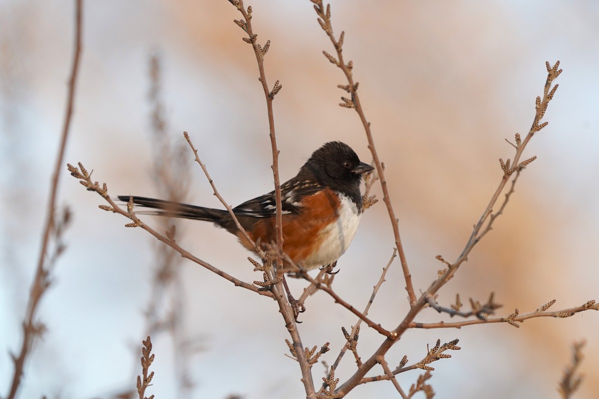 Spotted Towhee - ML646905419