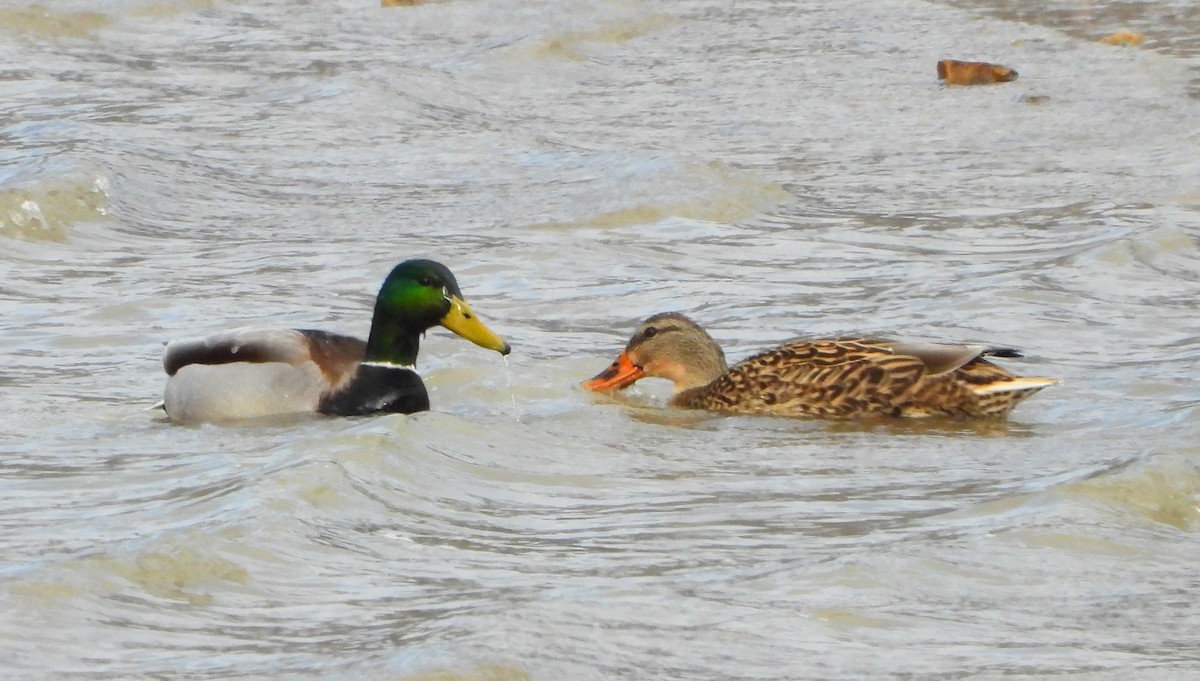 Зэрлэг нугас - ML646905420