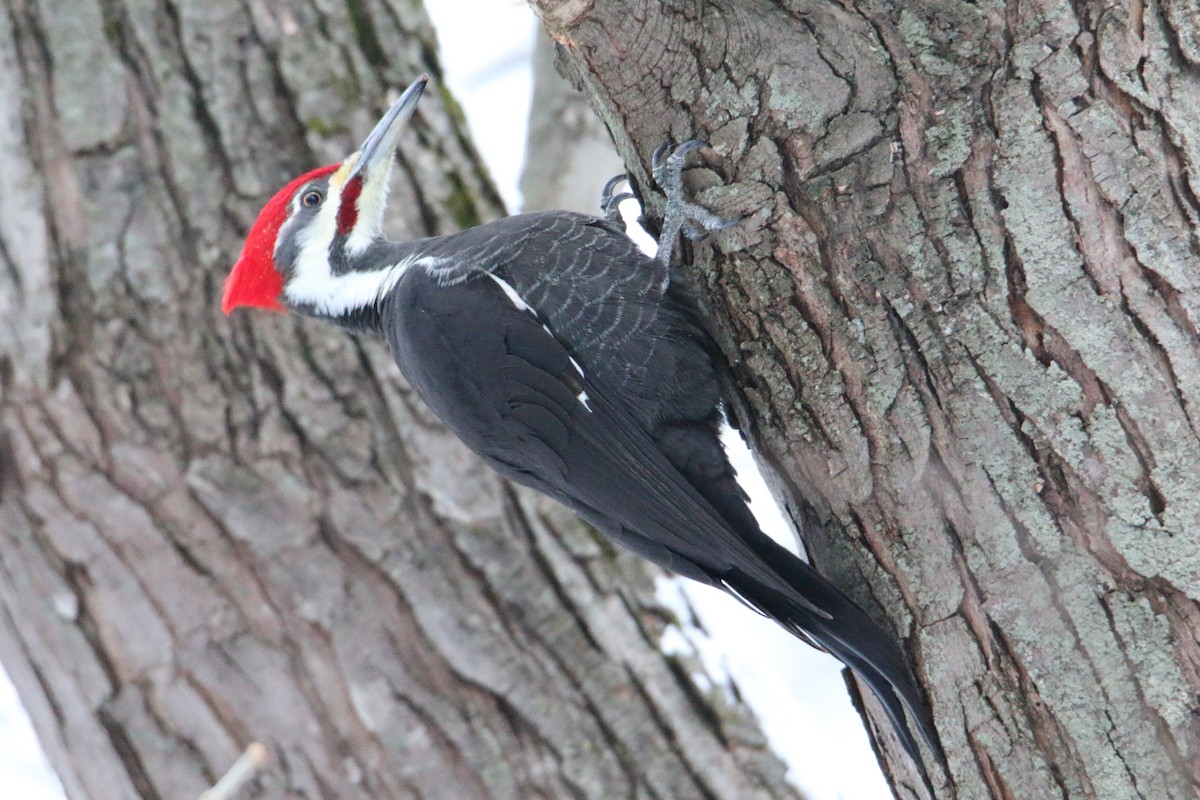 Pileated Woodpecker - ML646905421