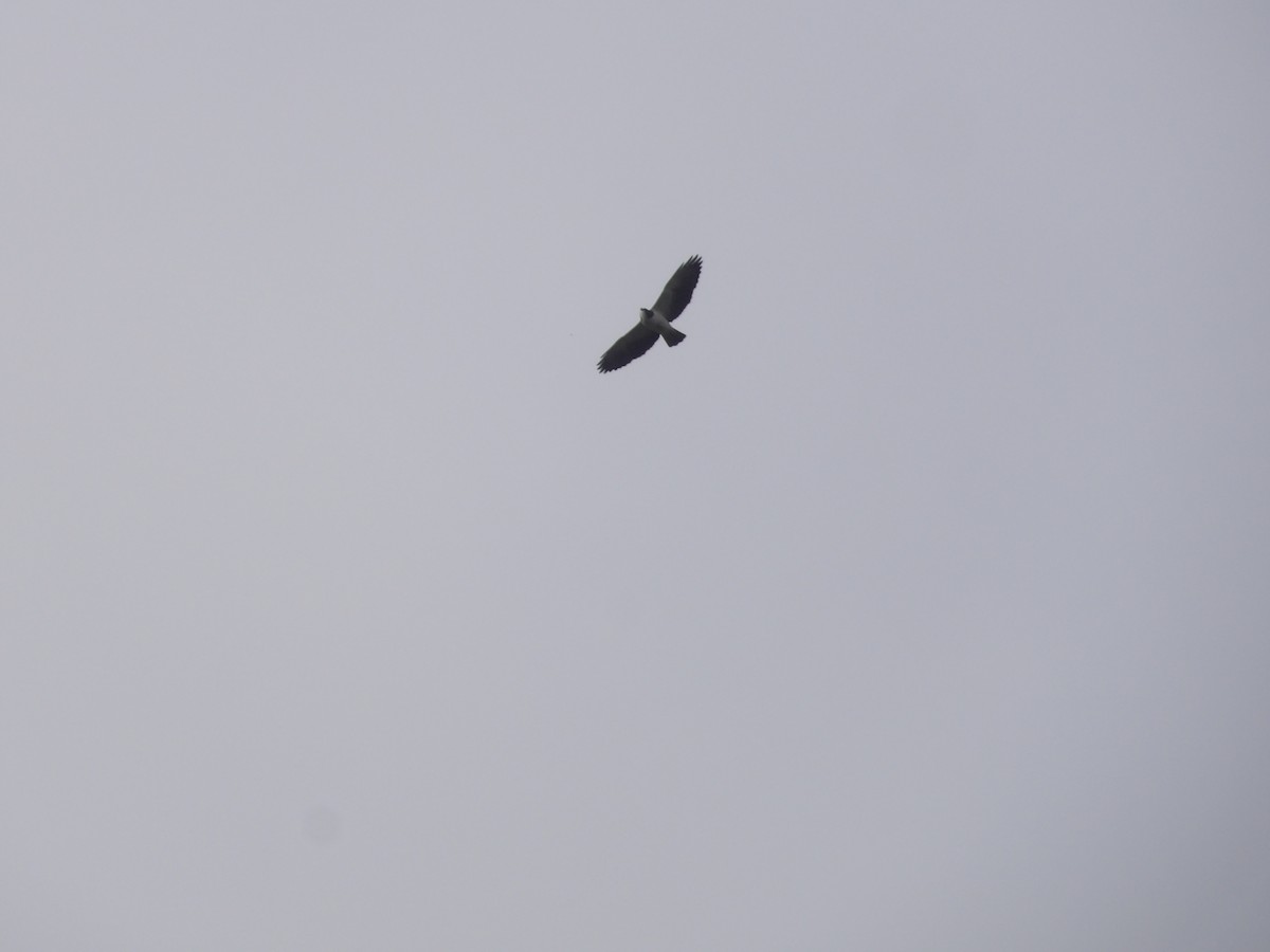 Short-tailed Hawk - ML646905422