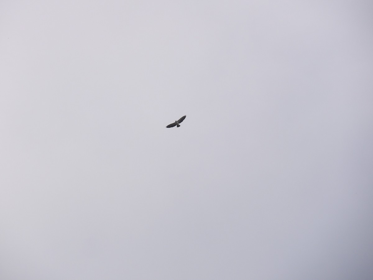 Short-tailed Hawk - ML646905423