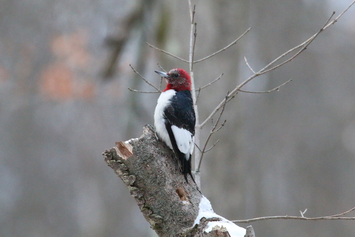 Red-headed Woodpecker - ML646905424