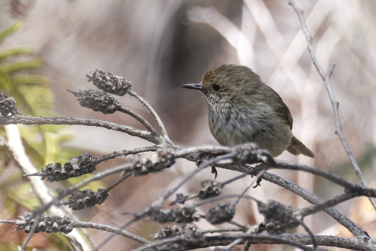 Brown Thornbill - ML646905425