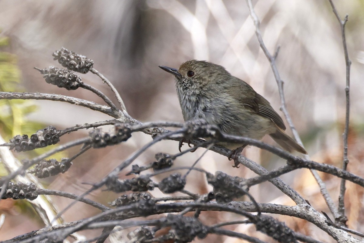 Brown Thornbill - ML646905426