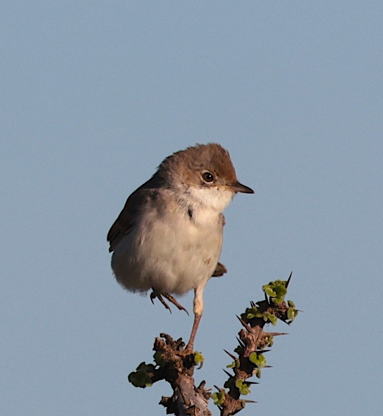 Шөвгөр зэржгэнэ - ML646905427