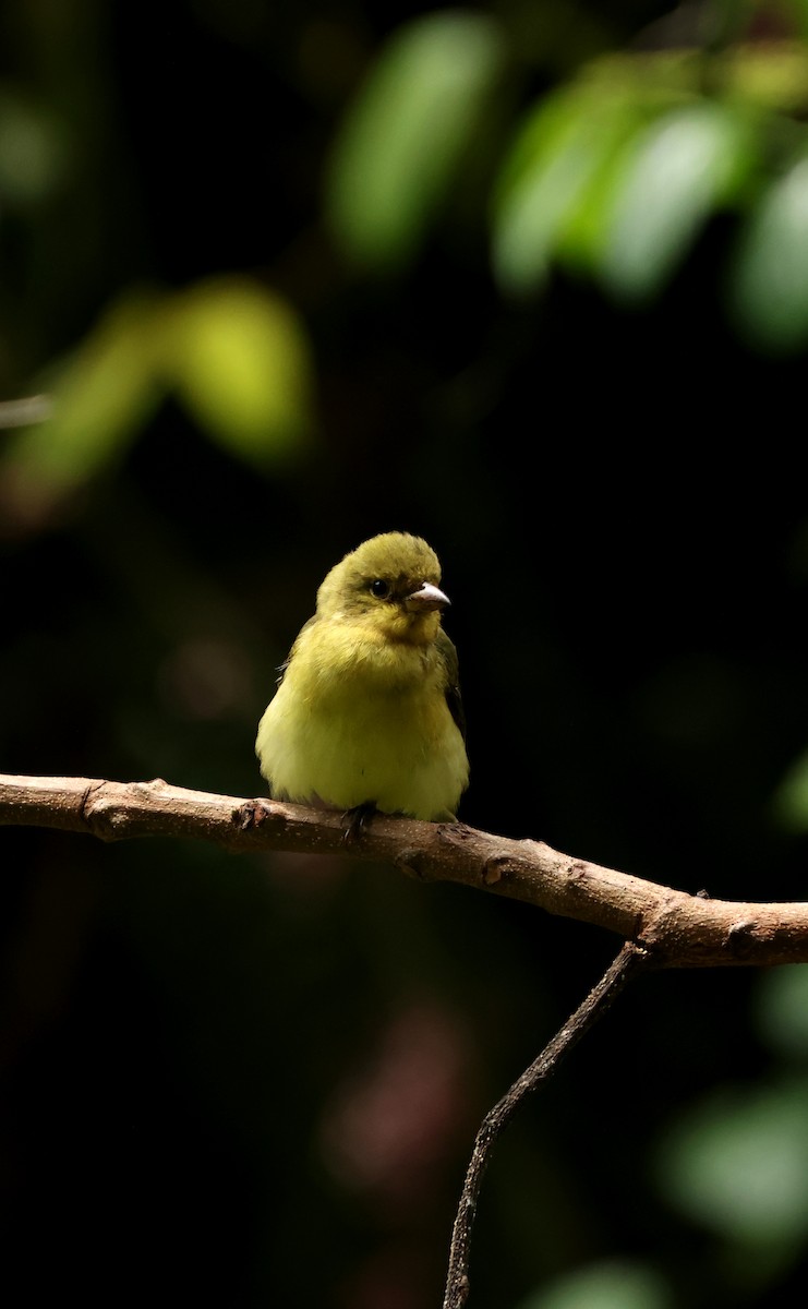 Summer Tanager - ML646905428