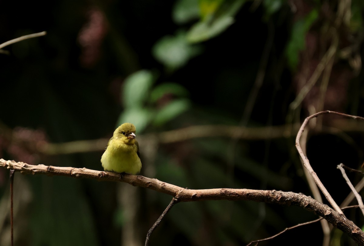 Summer Tanager - ML646905429