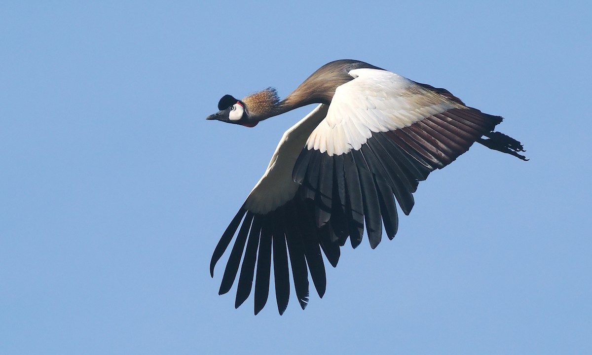 Gray Crowned-Crane - ML646905431