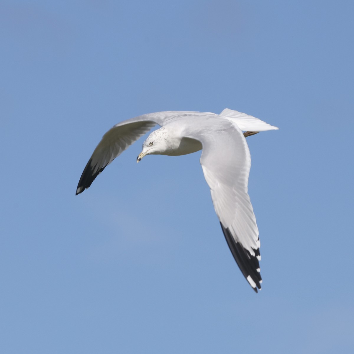 Ring-billed Gull - ML646905432