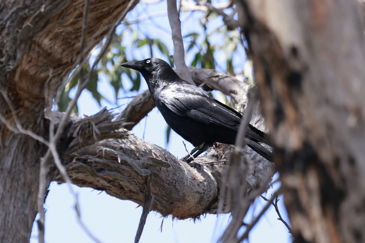 Forest Raven - ML646905433