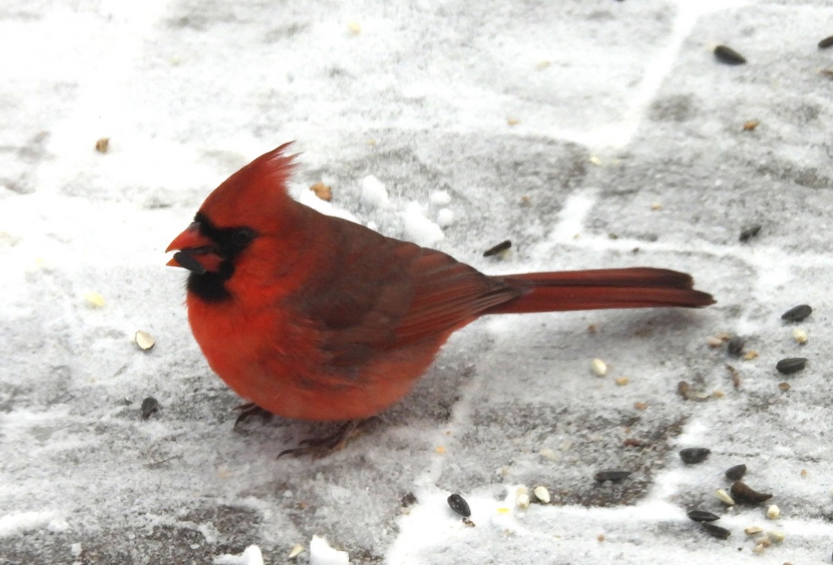 Cardinal rouge - ML646905434