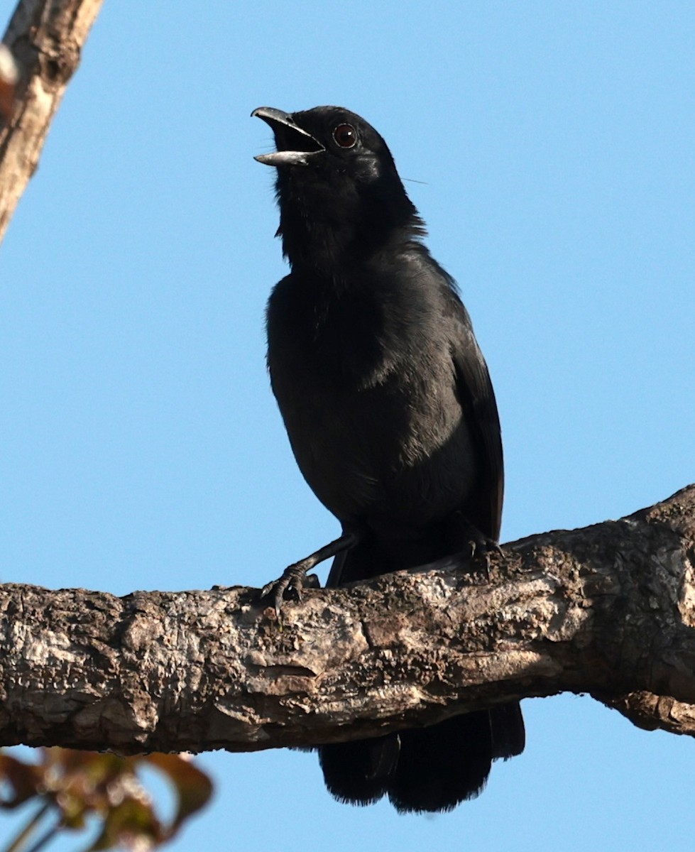 skiferbuskvarsler - ML646905435