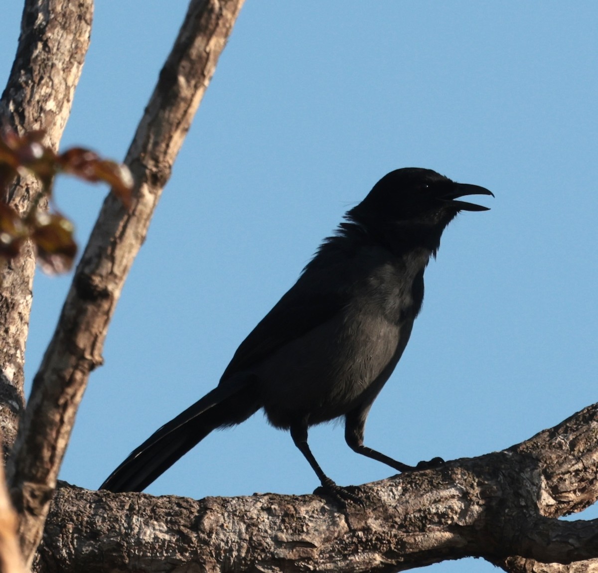 skiferbuskvarsler - ML646905436