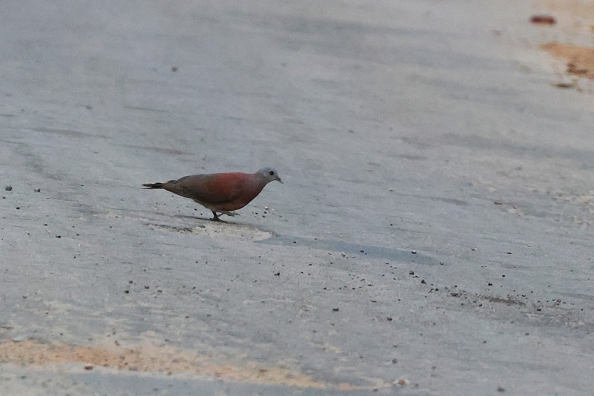 Malagasy Turtle-Dove - ML646905437
