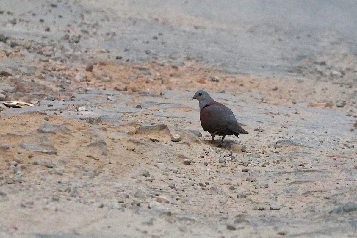 Malagasy Turtle-Dove - ML646905438