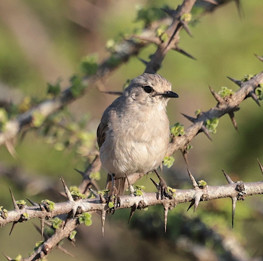 tornfluesnapper (microrhynchus gr.) - ML646905453