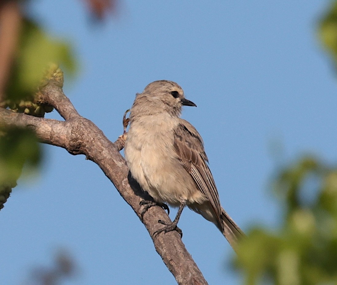 tornfluesnapper (microrhynchus gr.) - ML646905454