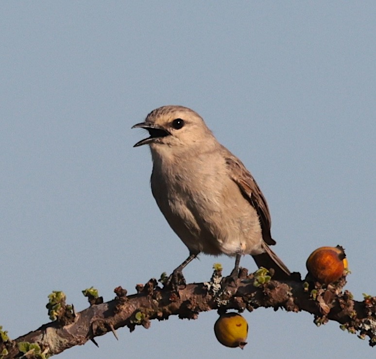 tornfluesnapper (microrhynchus gr.) - ML646905455