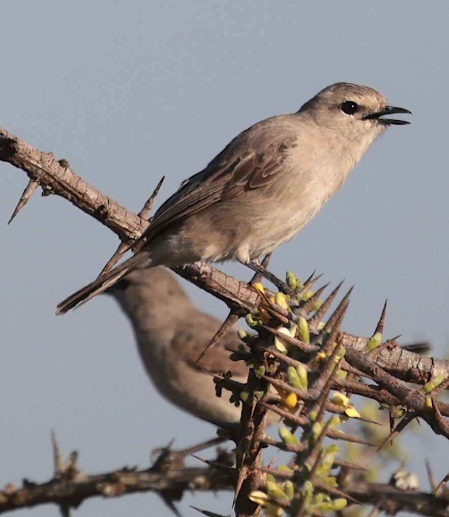 tornfluesnapper (microrhynchus gr.) - ML646905456