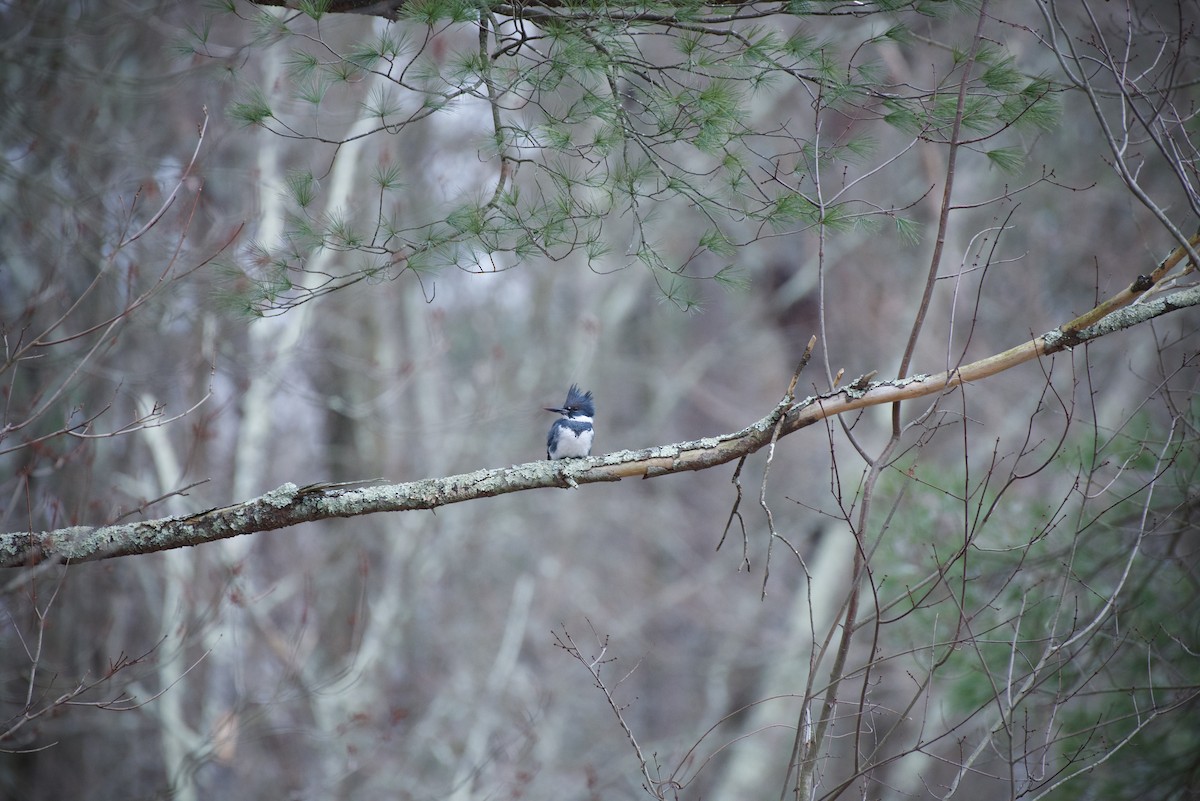 Belted Kingfisher - ML646905459