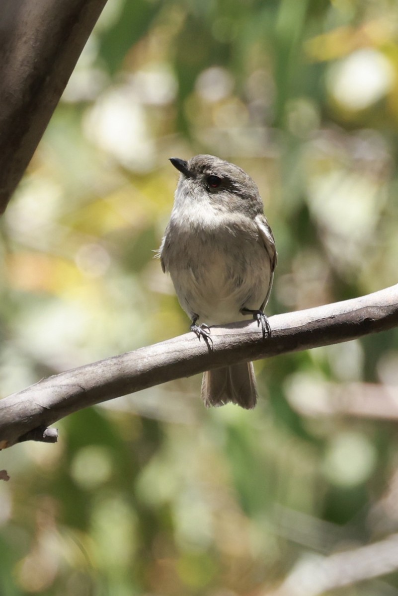 タスマニアヒタキ - ML646905463