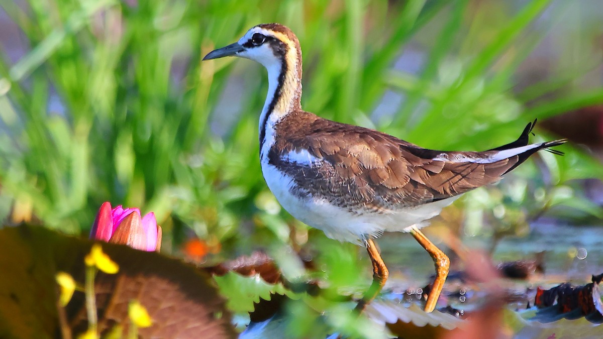 Pheasant-tailed Jacana - ML646905465