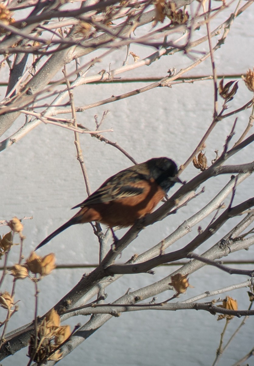 Трупіал садовий - ML646905467