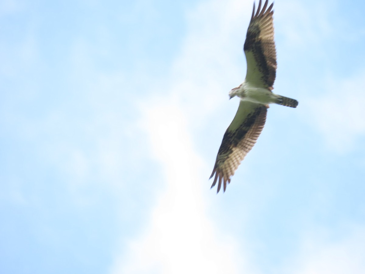 Osprey - ML646905470