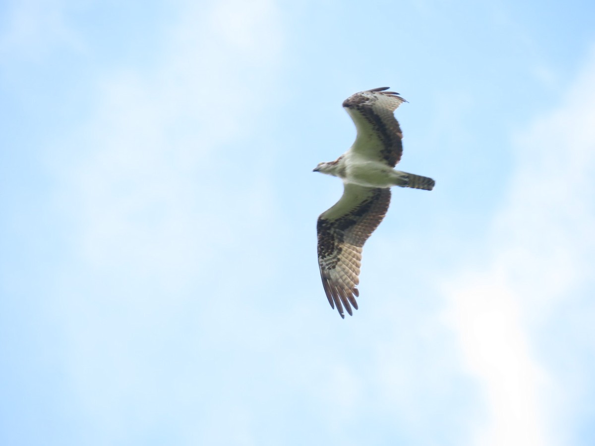 Osprey - ML646905471