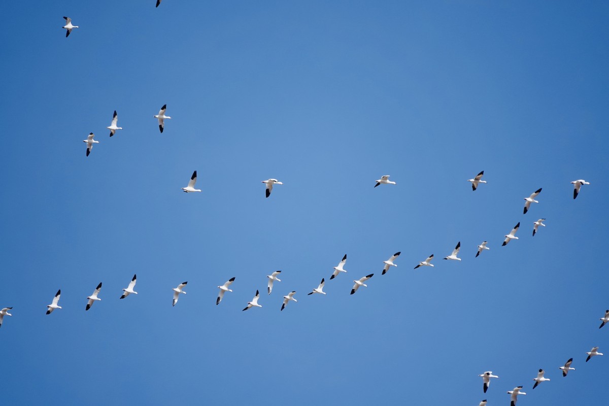 Elur-antzara - ML646905472