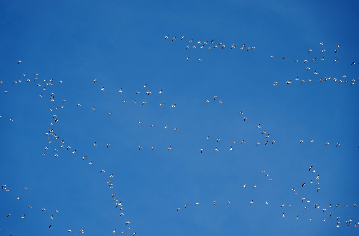 Elur-antzara - ML646905475