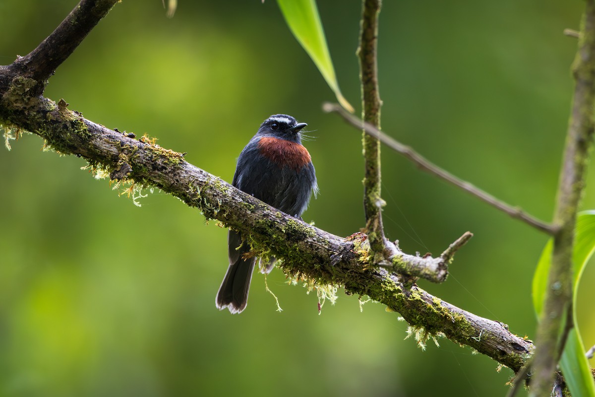 Maroon-belted Chat-Tyrant - ML646905477