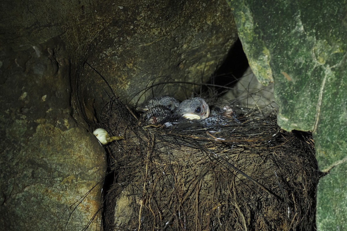 Blue Whistling-Thrush - ML646905487
