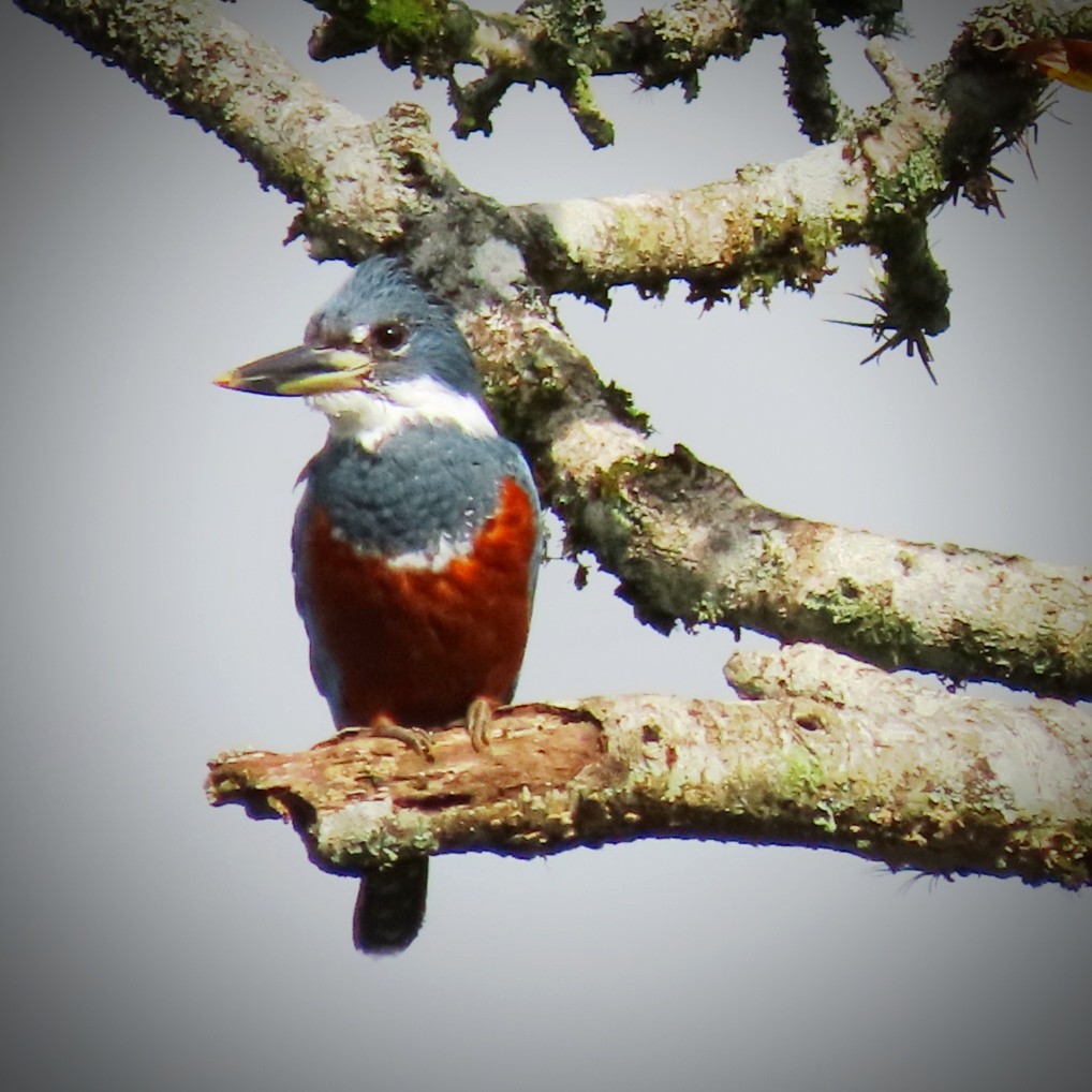 Ringed Kingfisher - ML646905488