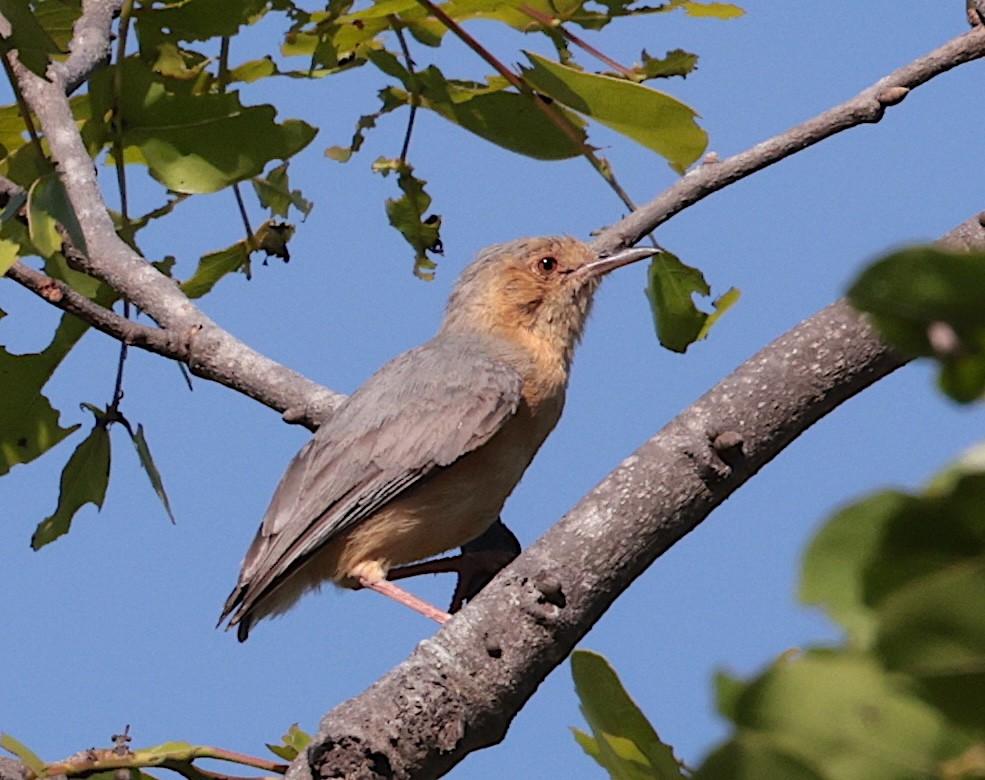 ruststumpsanger - ML646905491