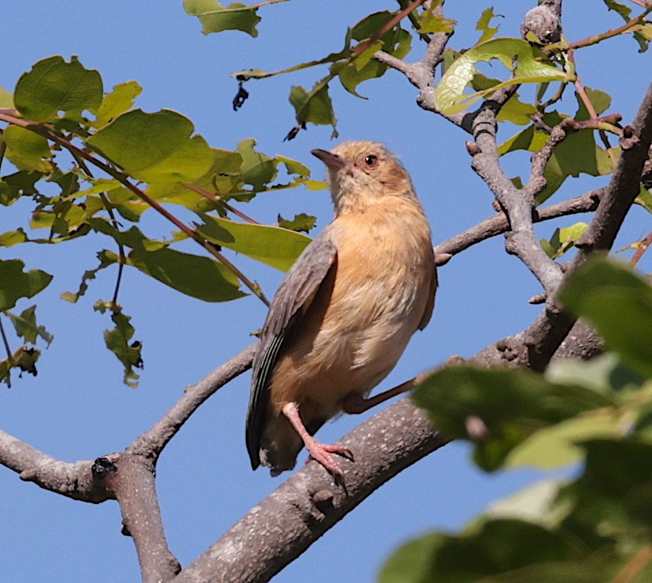 ruststumpsanger - ML646905492