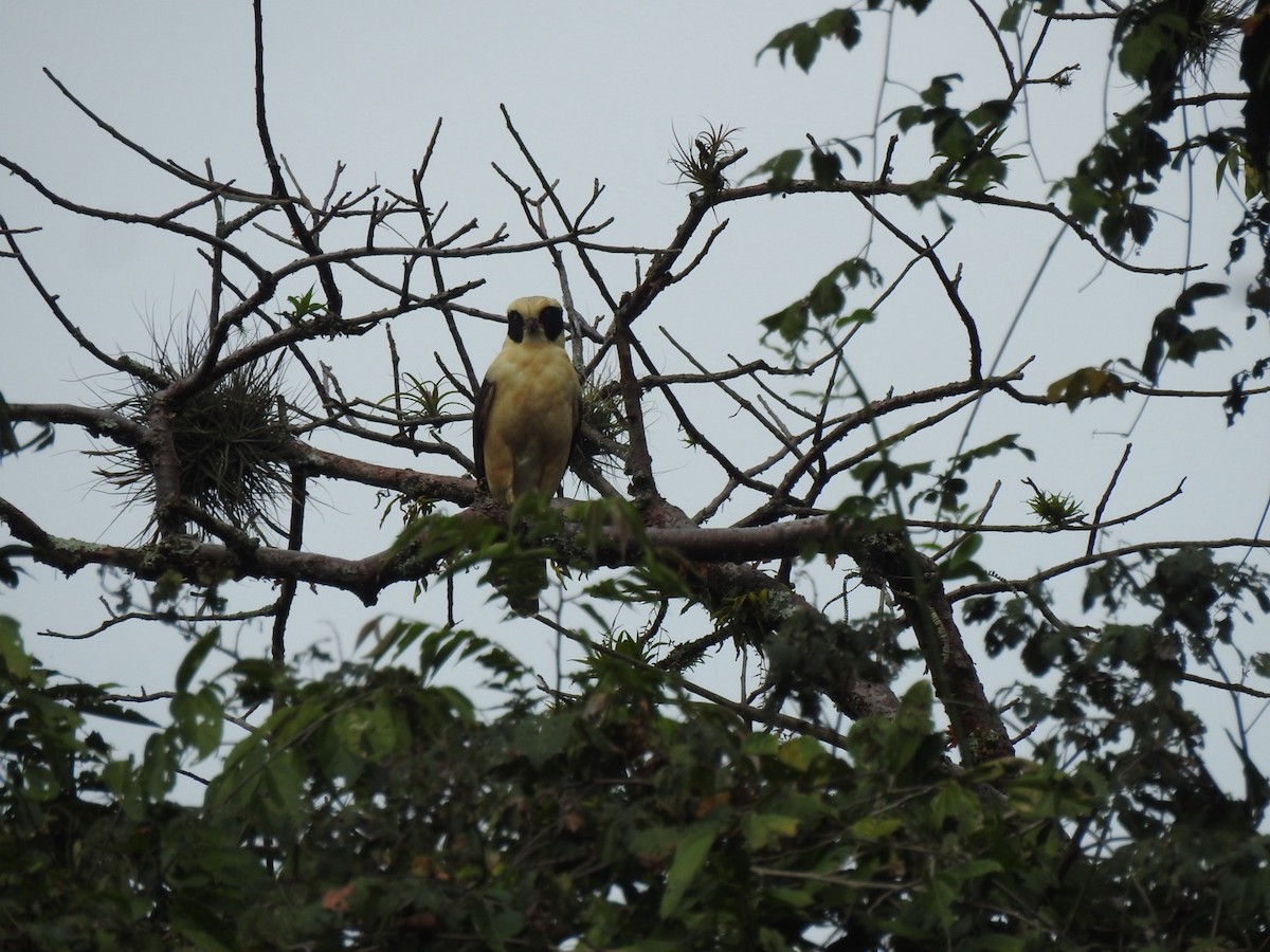 Laughing Falcon - ML646905494
