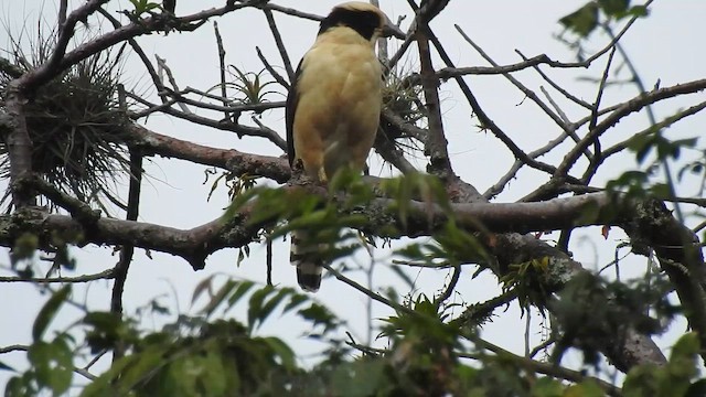 Laughing Falcon - ML646905496